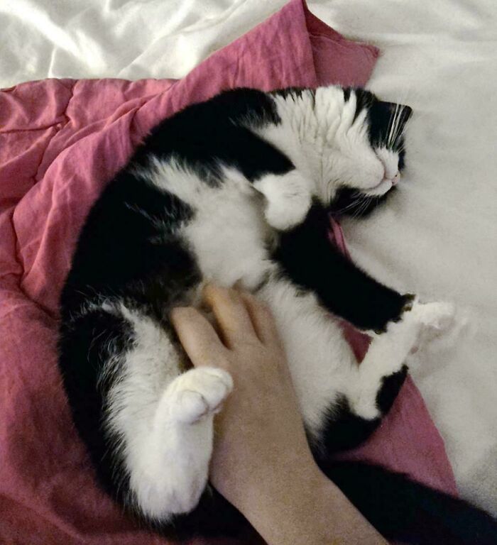A black and white cat from a shelter enjoys a belly rub on a pink blanket.