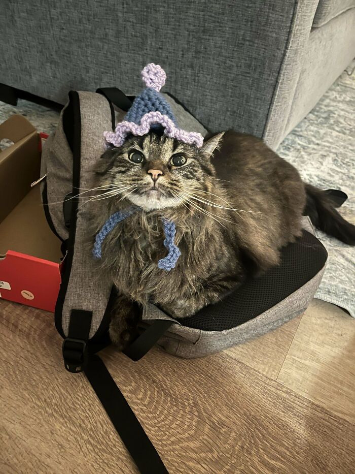 Adopted shelter cat wearing a knitted hat, sitting on a backpack with a cute expression.