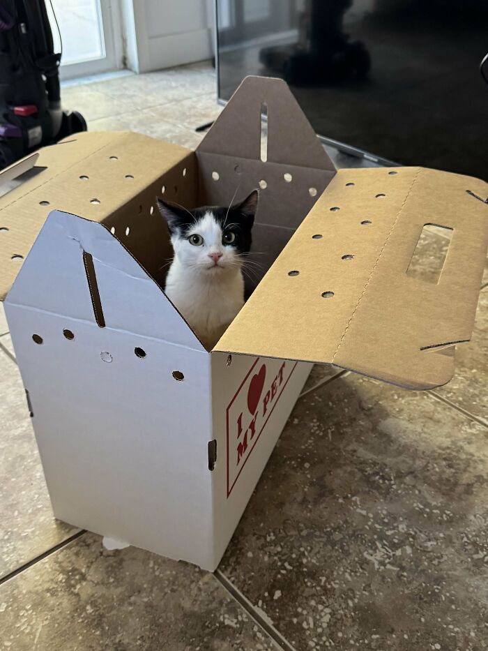 Black and white cat peeking out of a pet carrier box after being adopted from a shelter.