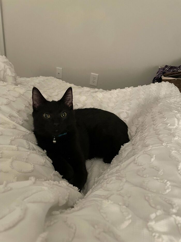 A black cat adopted from a shelter lying on a white textured blanket, looking content and relaxed.