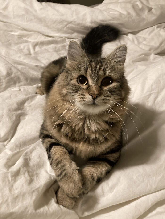 Fluffy cat on a white blanket, showcasing the joy of adopting pets from a shelter.
