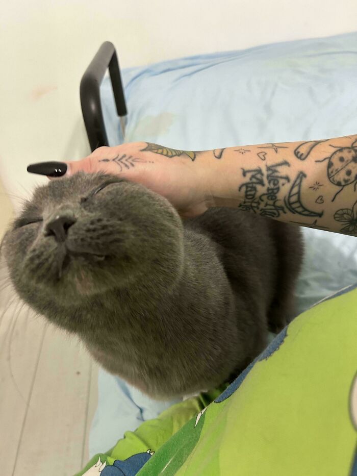 Shelter pet adoption: gray cat contentedly being petted, showing affection and trust.