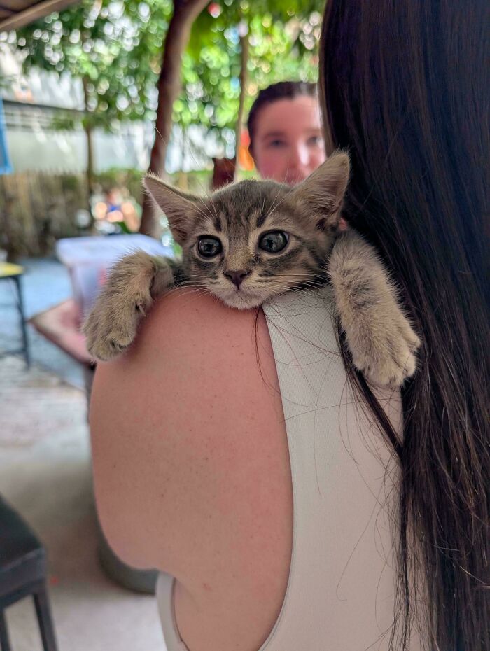 A kitten rests on a person's shoulder after being adopted from a shelter.