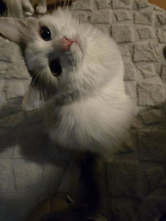 Fluffy white cat with a curious expression on a textured blanket, exemplifying the joy of adopting pets from a shelter.