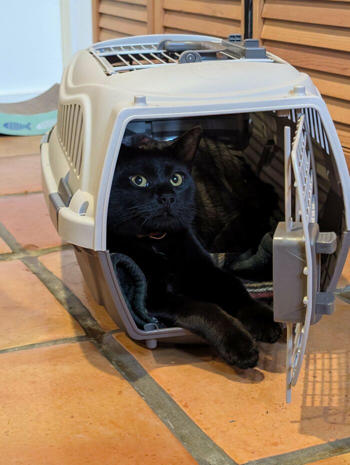 Shelter-adopted black cat comfortably resting inside a pet carrier on a tiled floor.