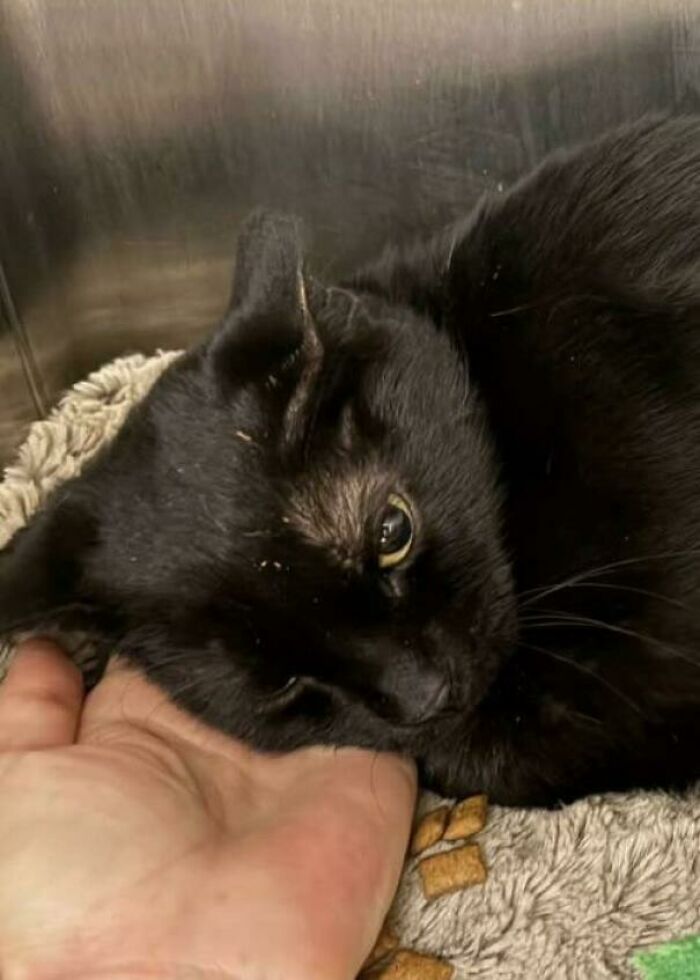A black cat from the shelter resting its head on a person's hand, symbolizing the joy of pet adoption.