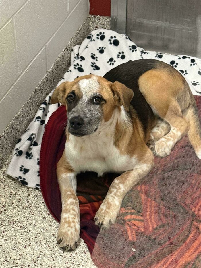 A happy dog lies on a patterned blanket in a shelter, awaiting adoption.