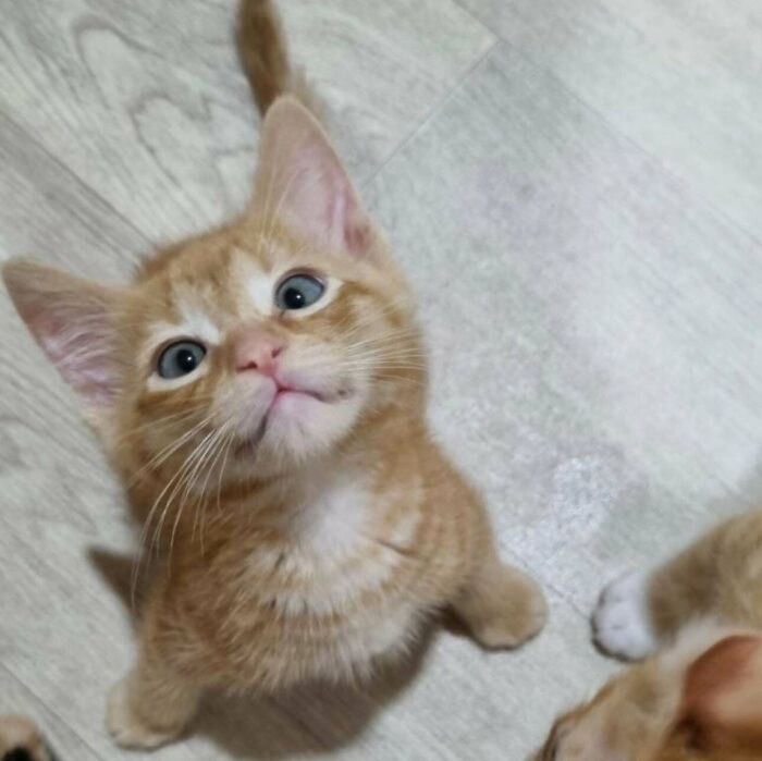 Orange kitten looking up on a wooden floor, embodying the joy of adopting pets from a shelter.