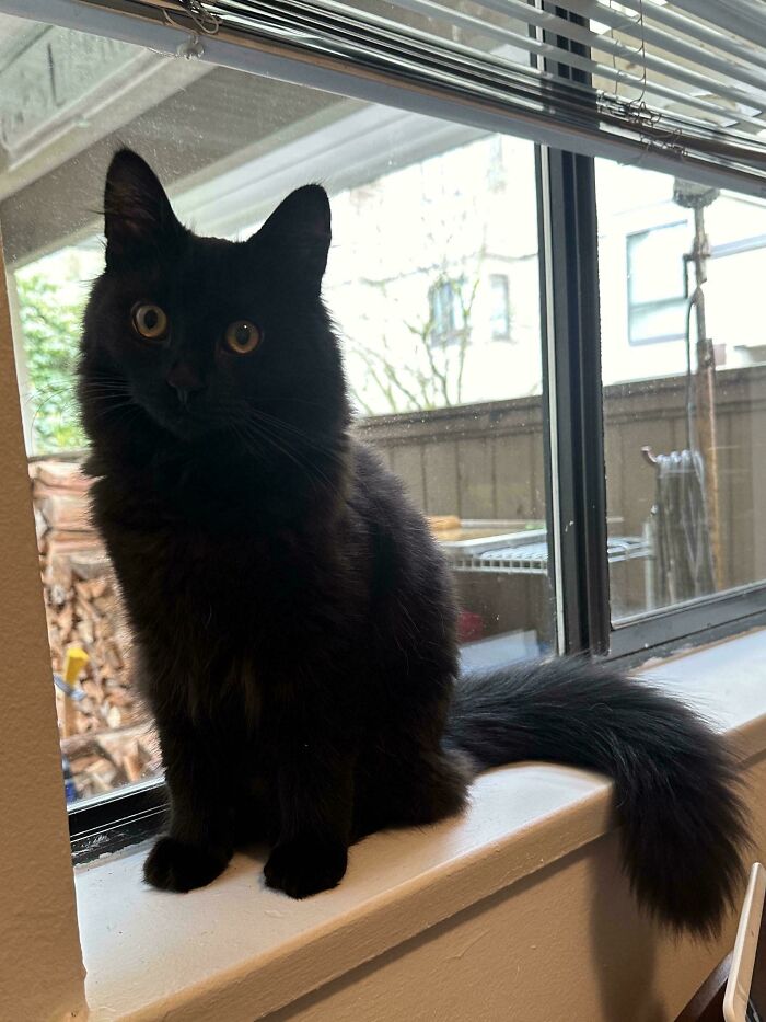 Black cat sitting on a windowsill, exemplifying the joy of adopting pets from a shelter.