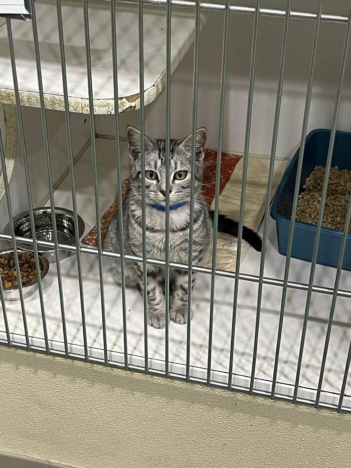 Shelter pet adoption: a gray tabby cat with a blue collar, sitting inside a kennel with food and litter box nearby.