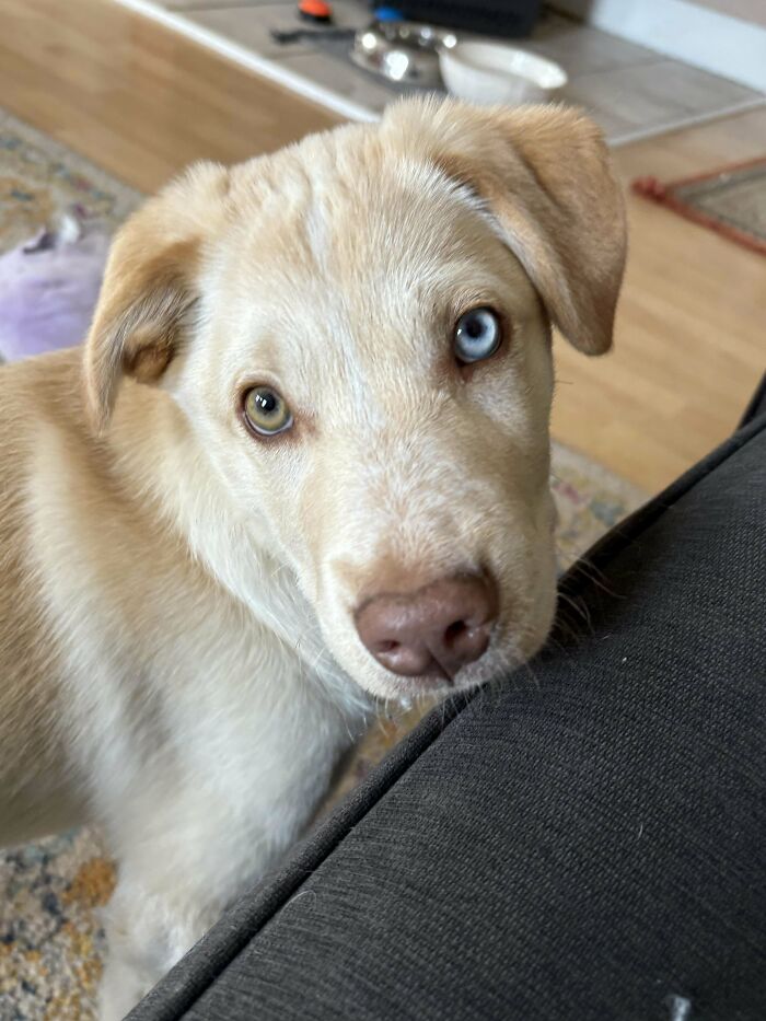 Blue-eyed dog looking up, symbolizing the joy of adopting pets from a shelter.