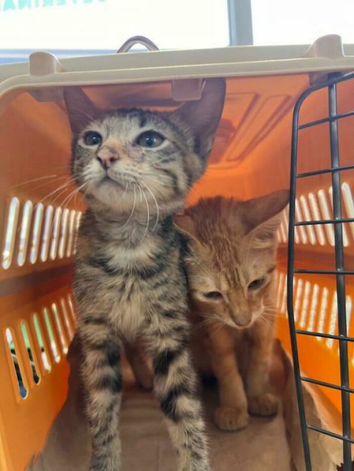 Shelter-adopted kittens in a carrier, one tabby and one ginger, exploring their new environment together.
