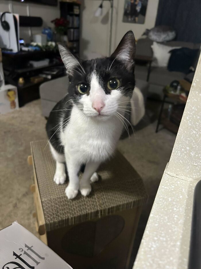 Black and white cat adopted from a shelter sits on a box in a cozy living room.
