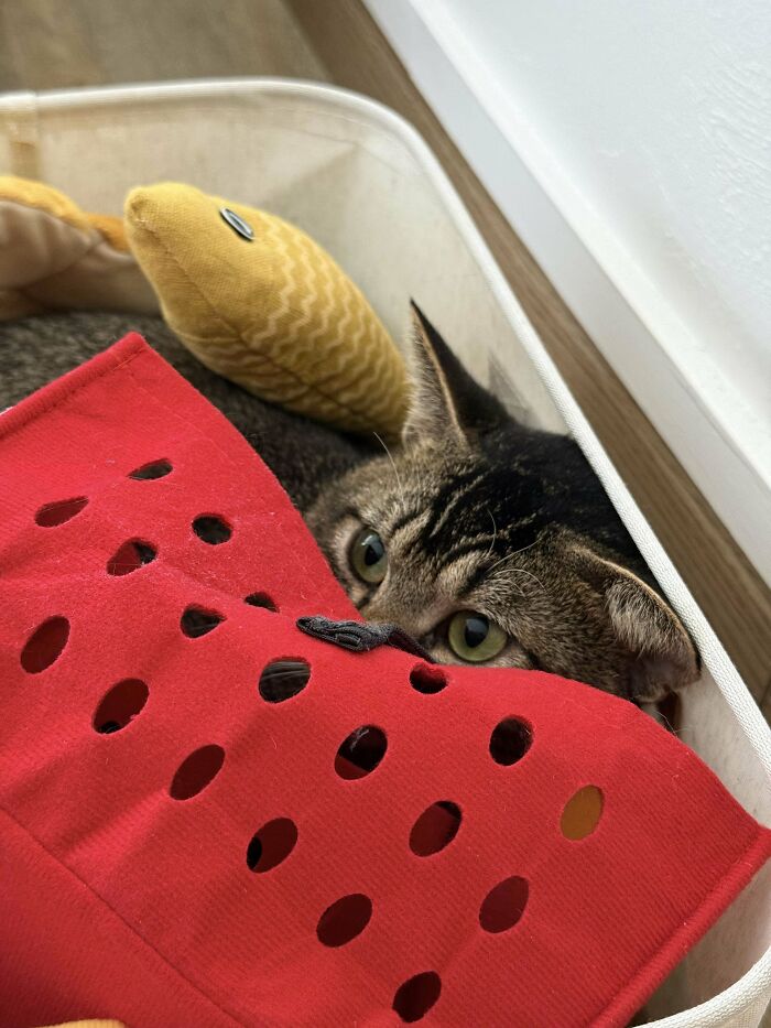 Shelter pet cat playfully hiding under a red and yellow blanket in a cozy container.