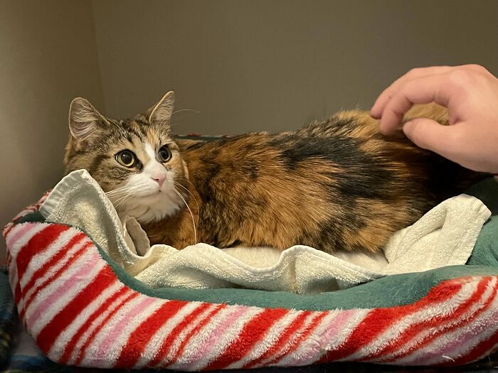 Cute adopted cat in a cozy bed being petted, showcasing the joy of adopting pets from a shelter.