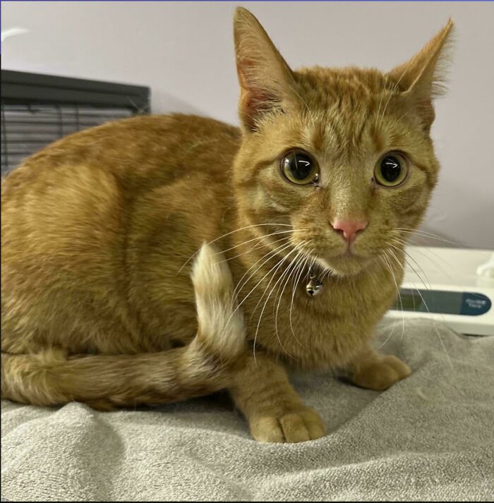 Ginger cat with a collar sitting on a towel after being adopted from a shelter.