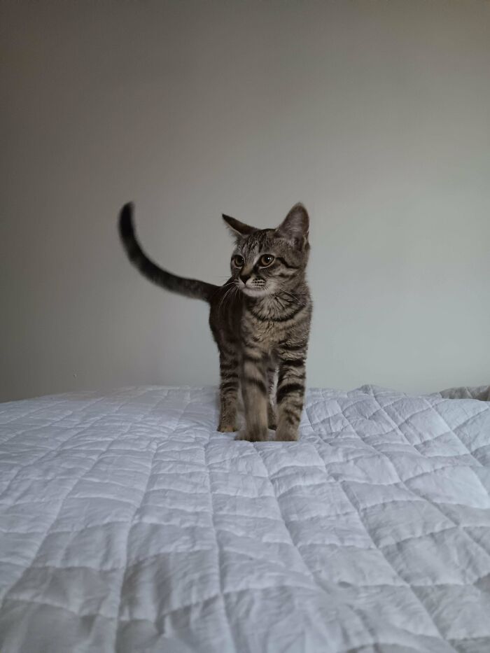 A tabby kitten on a white quilt, showcasing the joy of adopting pets from a shelter.