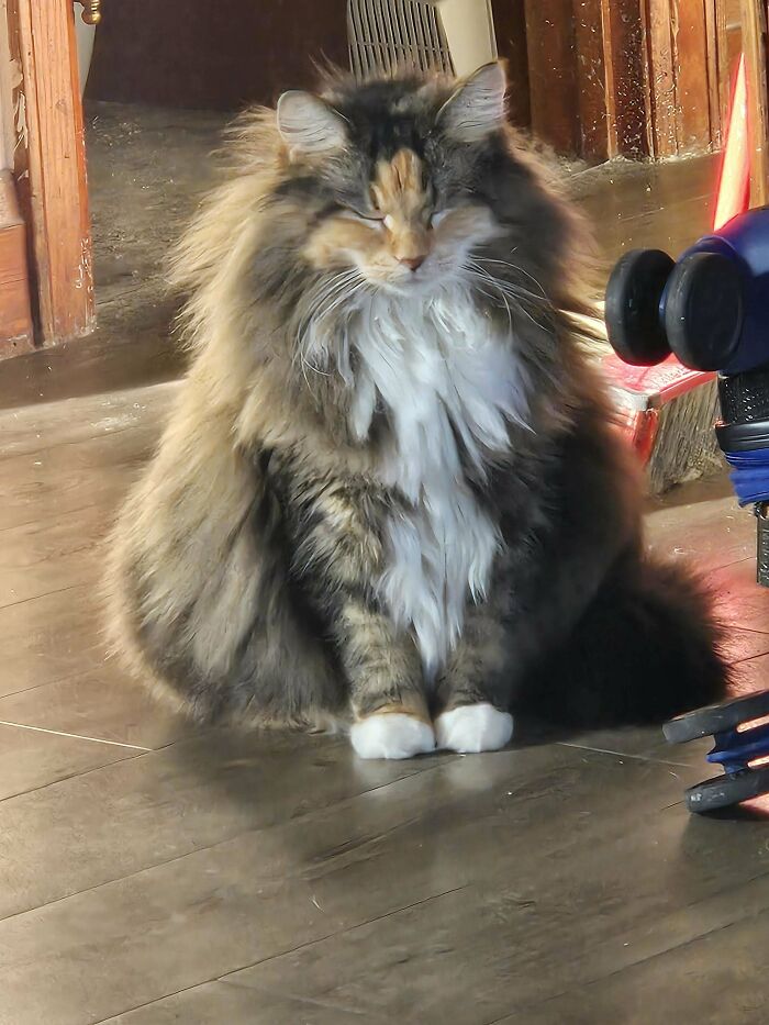 Fluffy cat sitting on a wooden floor, showcasing the joy of adopting pets from a shelter.