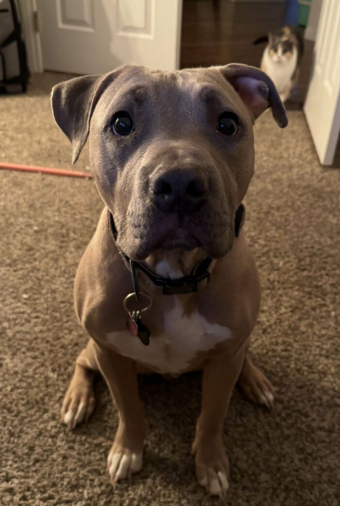 Shelter pet adoption success: happy dog sitting on carpet with a cat in the background.