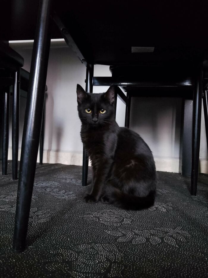 Black cat sitting on a patterned carpet under a chair, exemplifying adopted pets from a shelter.