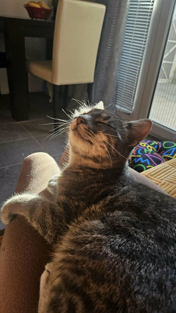 Shelter-adopted cat lounging contently on owner's lap in sunlight.