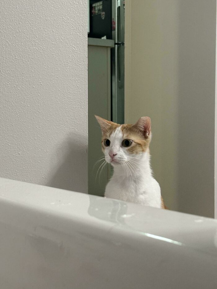 Adopted shelter cat with orange and white fur curiously peeking over a bathtub edge.