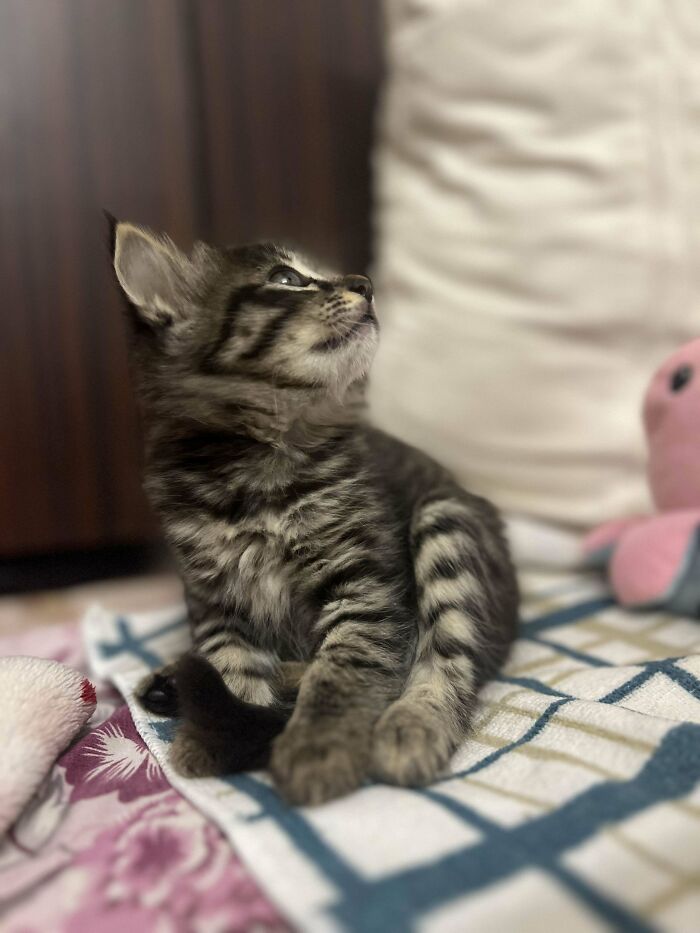 Adopted shelter kitten sitting on a bed, gazing upwards with curiosity.