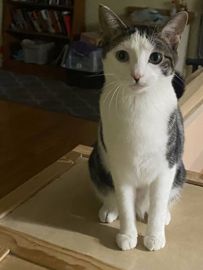 A shelter-adopted cat with white and gray fur sitting on a wooden surface at home.