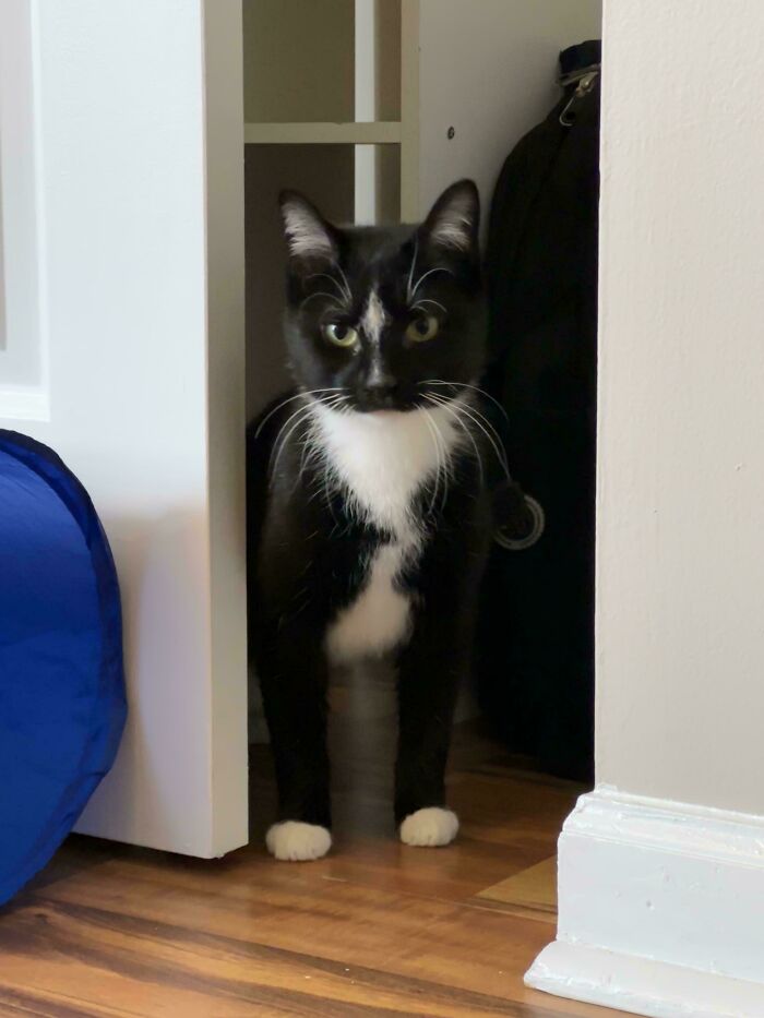 Black and white cat standing in a doorway, representing adopted pets from a shelter.
