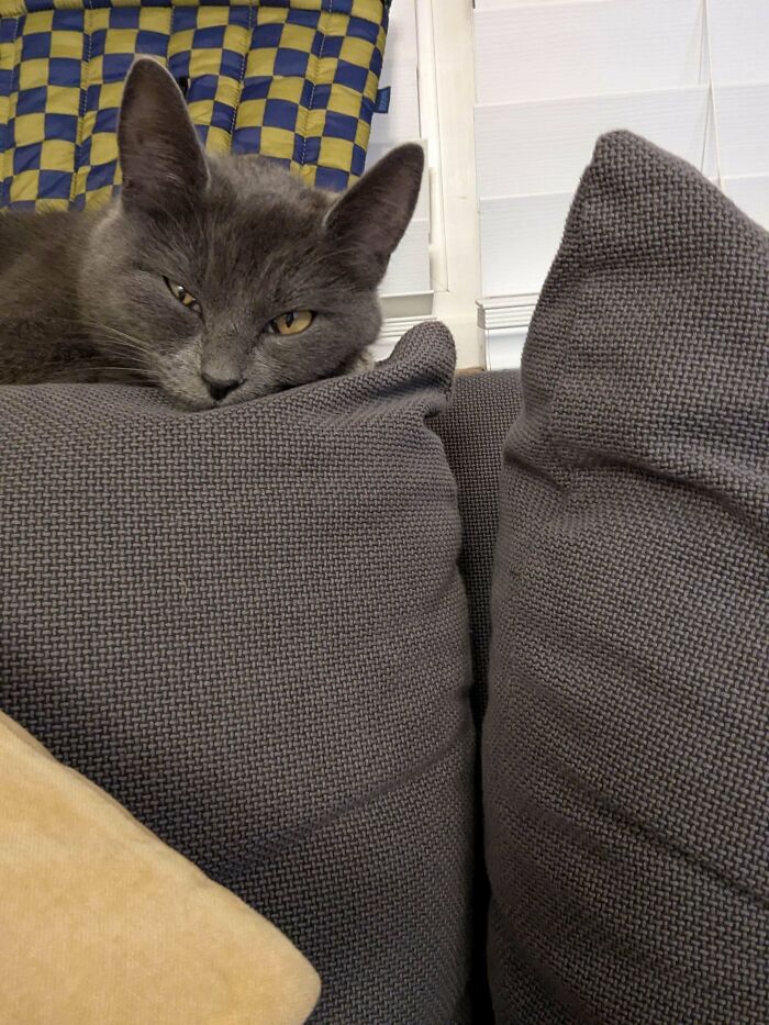 Gray cat resting on a dark gray couch, embodying the joy of pet adoption from a shelter.