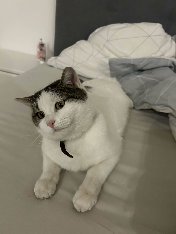 Cute cat relaxing on a bed, highlighting the joy of adopting pets from a shelter.