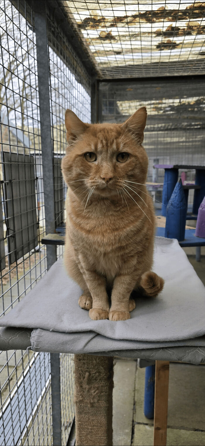 Shelter-adopted ginger cat sitting on a platform inside a cage, looking directly at the camera.