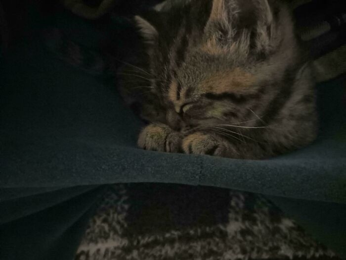 A sleeping kitten, snug and content, showcases the joy of adopting pets from a shelter.