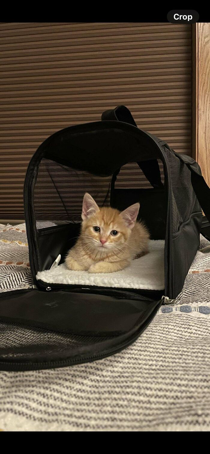Shelter-adopted kitten in a cozy pet carrier on a bed.