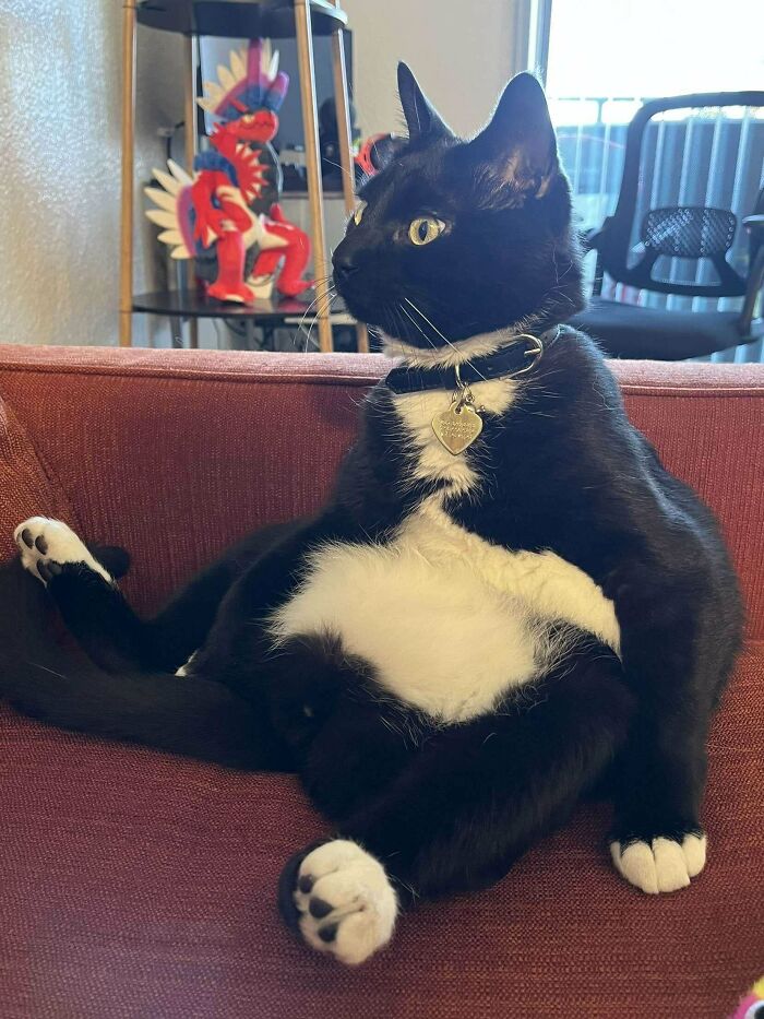 Black and white cat relaxing on a couch after being adopted from a shelter.