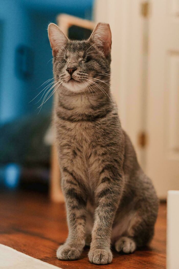 Gray tabby cat with closed eyes sitting inside, embodying the joy of adopting shelter pets.