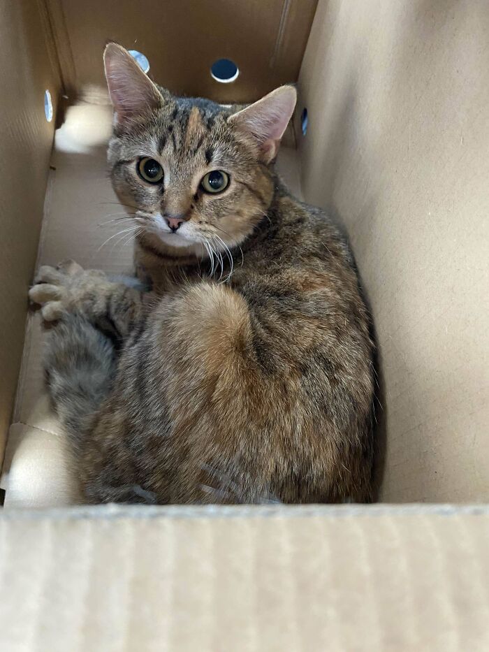 Adopted shelter cat sitting calmly in a cardboard box.