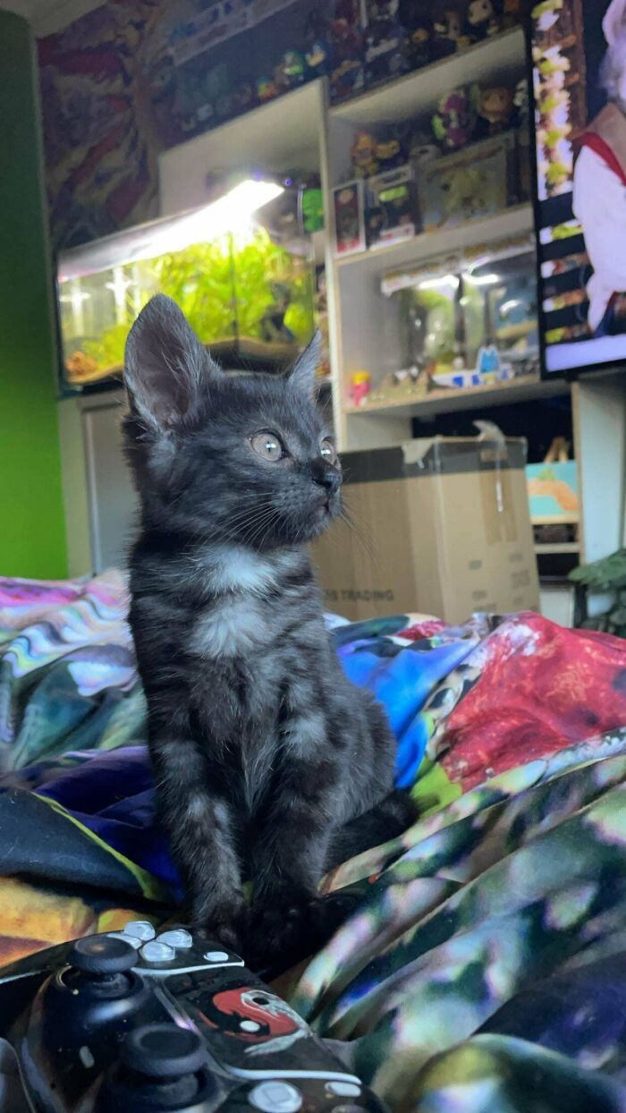 Adopted pet kitten sits on a colorful blanket next to a game controller in a cozy room.