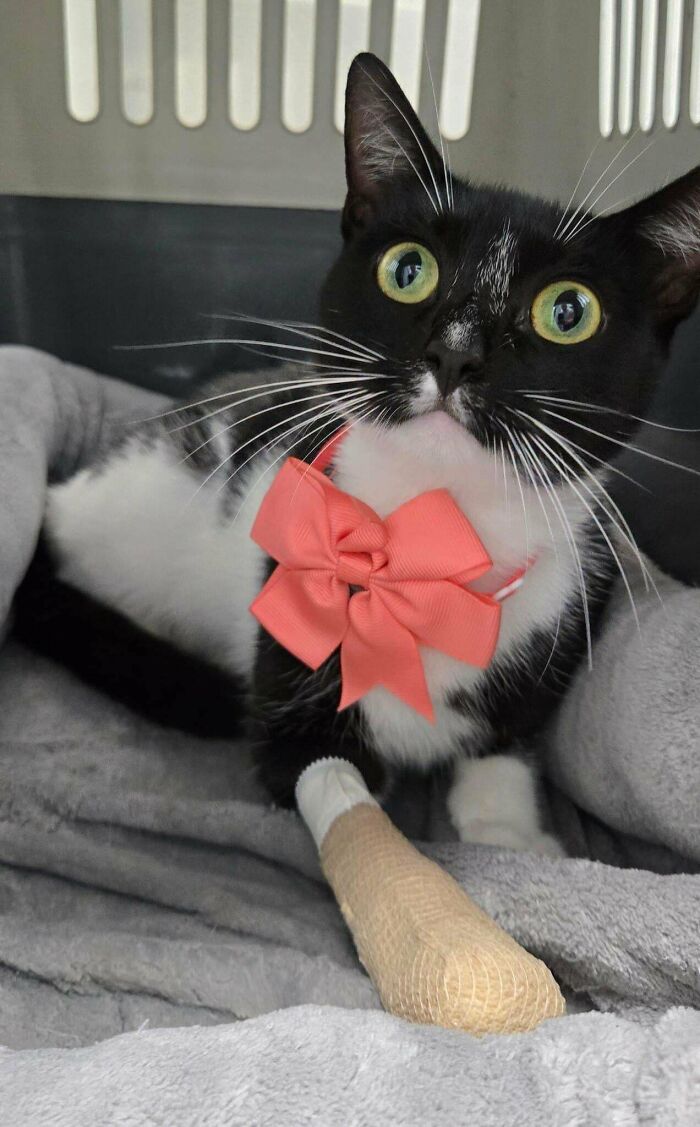Black and white cat with a pink bow, adopted from a shelter, resting comfortably.