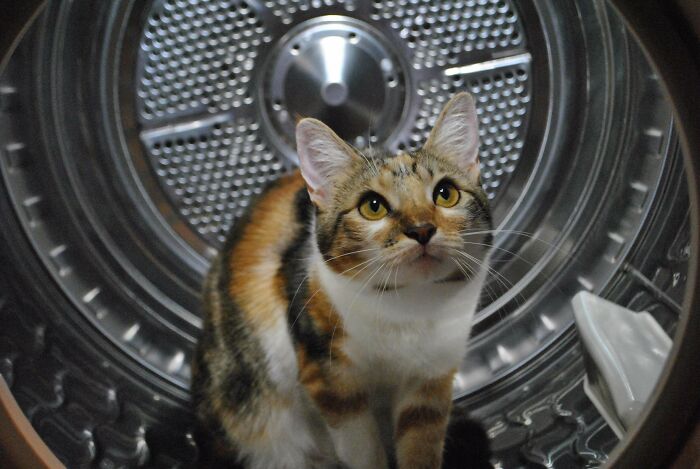 Calico cat exploring the inside of a dryer, showcasing the joy of adopting shelter pets.
