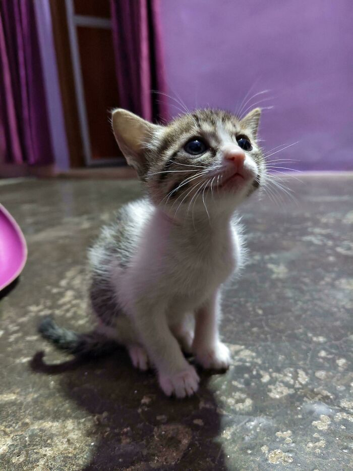 Shelter-adopted kitten sitting on the floor, looking up with curious eyes.