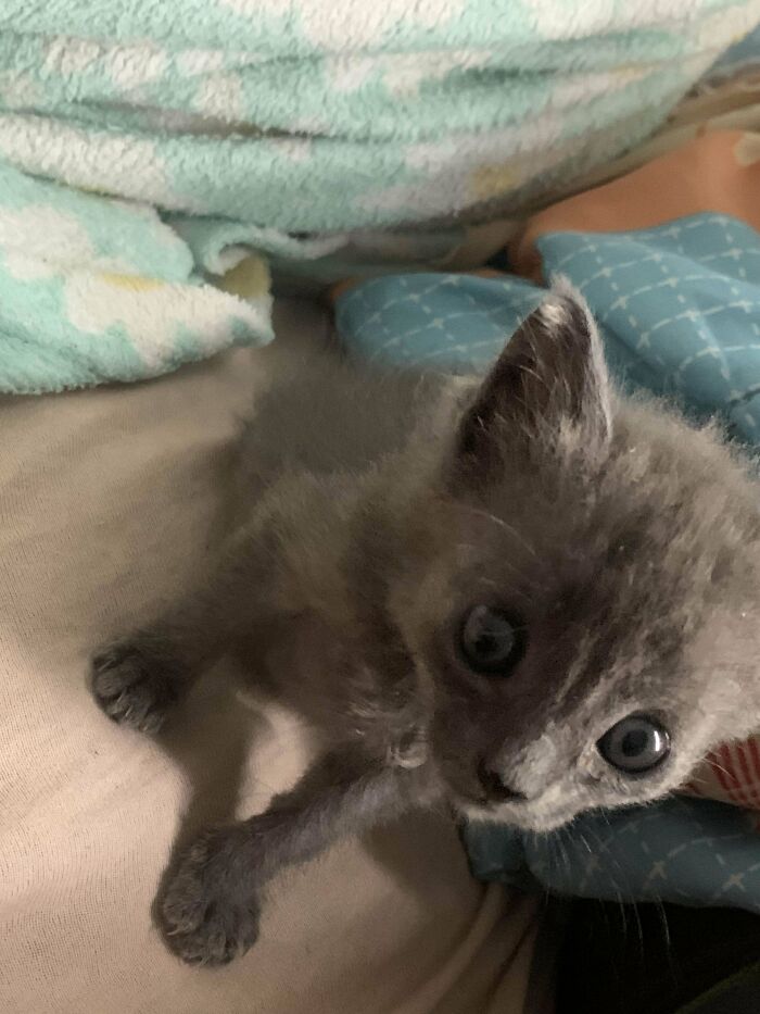 Gray kitten looking up from a bed, recently adopted from a shelter.