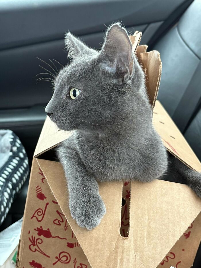 Gray cat peeking out of a cardboard box, illustrating a happy pet adoption from a shelter.