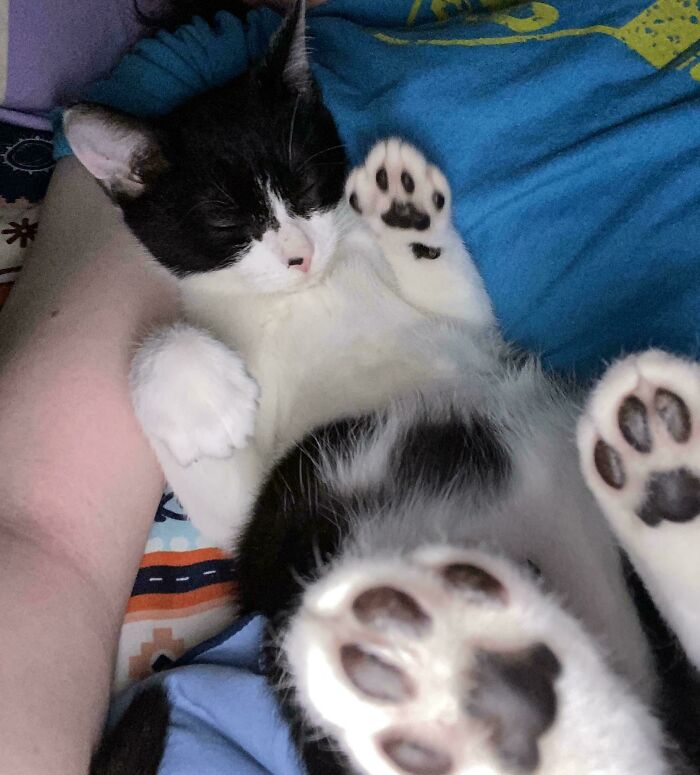 Black and white kitten adopted from shelter, sleeping peacefully on a bed.