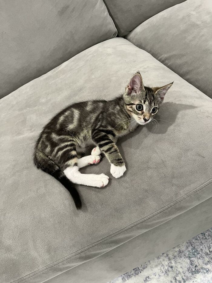 A tabby kitten lying on a gray couch, exemplifying the joy of shelter pet adoption.