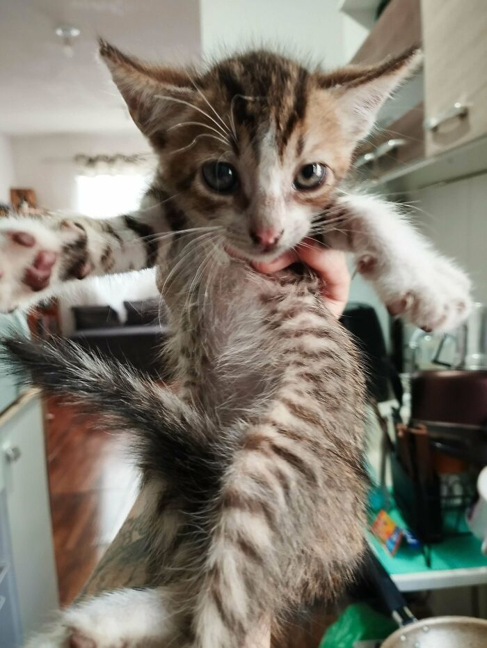 Adopted shelter kitten with tabby markings being held up in a cozy home.