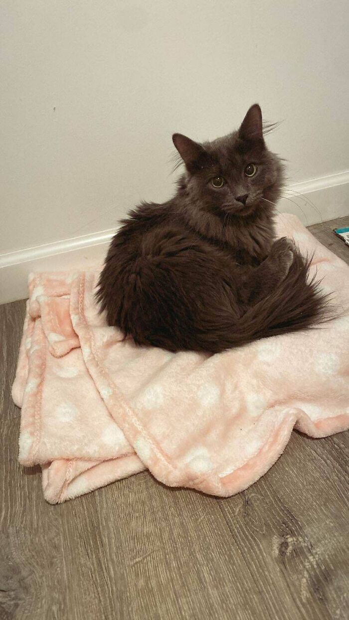 Fluffy black cat sitting on a pink blanket, showcasing the joy of adopting pets from a shelter.