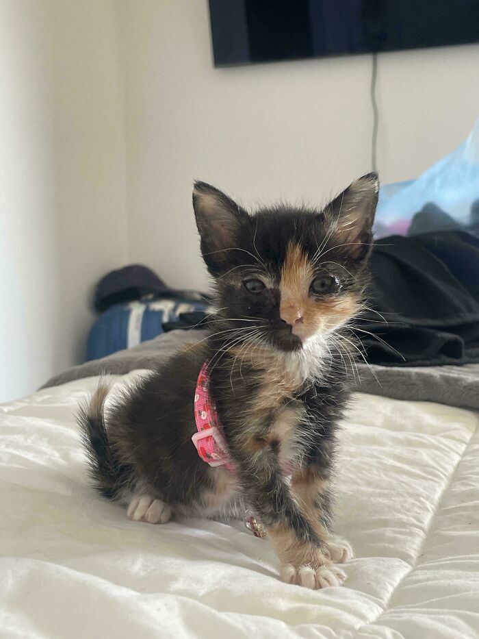 Adopted pet from a shelter, a small calico kitten with a pink collar sitting on a bed.