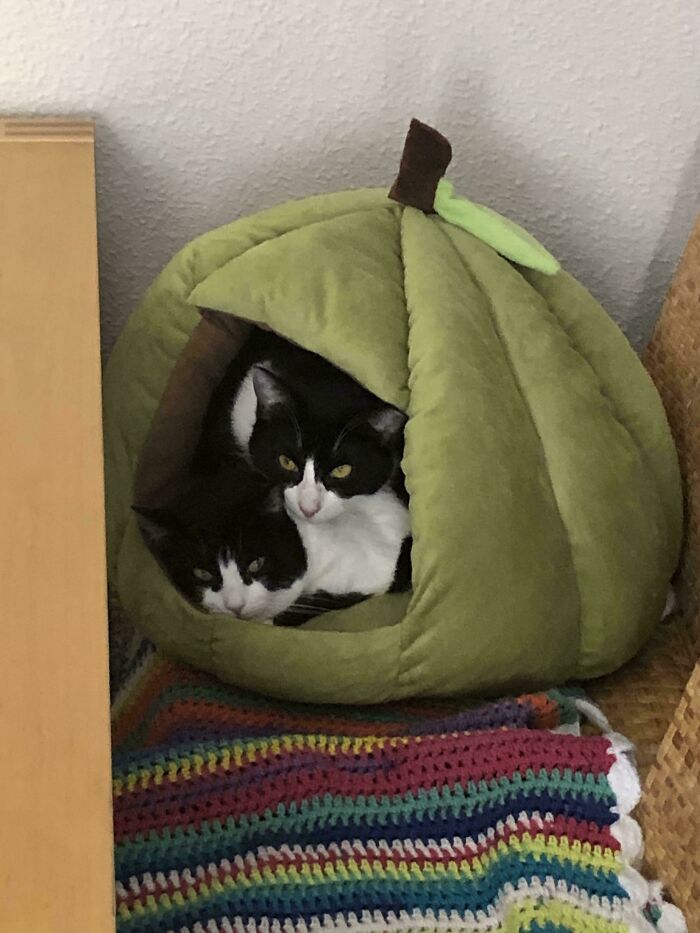 Two shelter-adopted black and white cats snuggled in a green pet bed.
