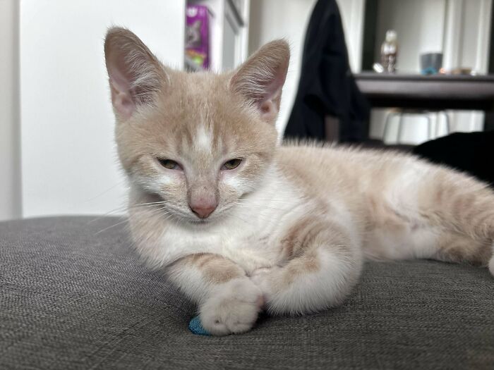 Rescued kitten lounging on a couch in a cozy home setting.